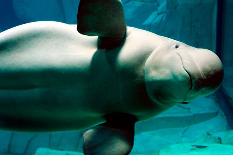 Oceanografic de Valencia, el acuario más grande de Europa