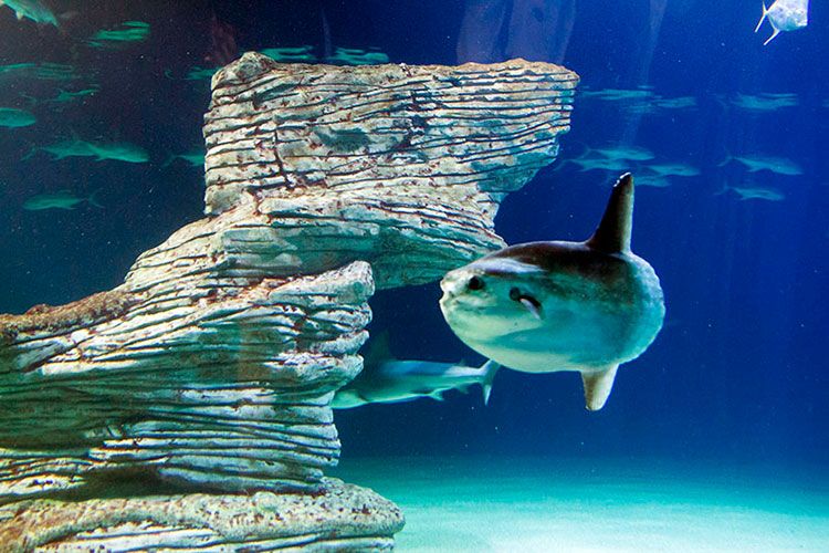 Oceanografic de Valencia, el acuario más grande de Europa