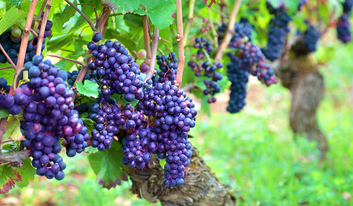 Utiel-Requena, la terra del vino
