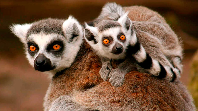 BIOPARC Valencia, uno dei parchi più importanti della Spagna
